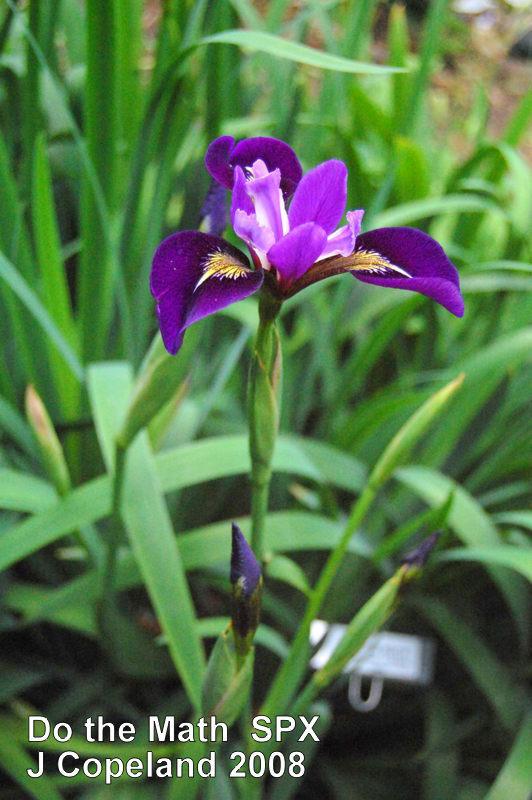 Photo of Species X Iris (Iris x robusta 'Do the Math') uploaded by coboro