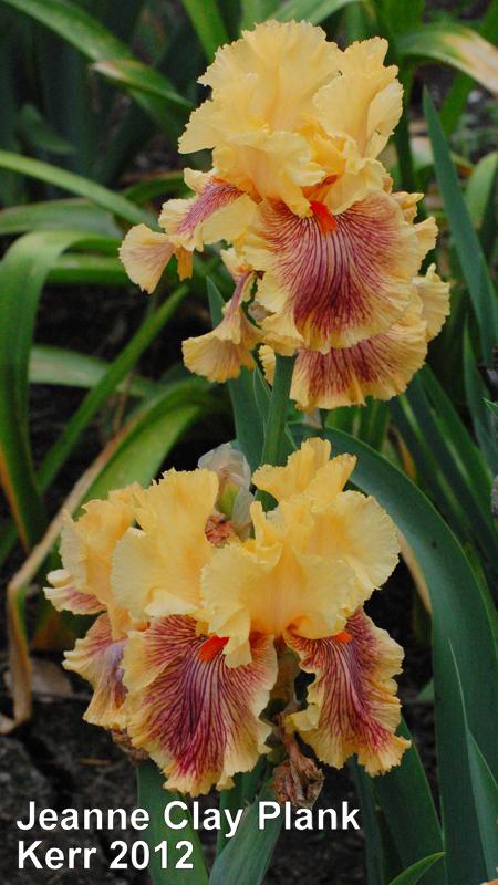 Photo of Tall Bearded Iris (Iris 'Jeanne Clay Plank') uploaded by coboro