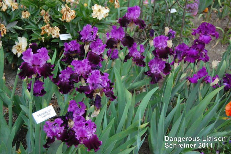 Photo of Tall Bearded Iris (Iris 'Dangerous Liaison') uploaded by coboro
