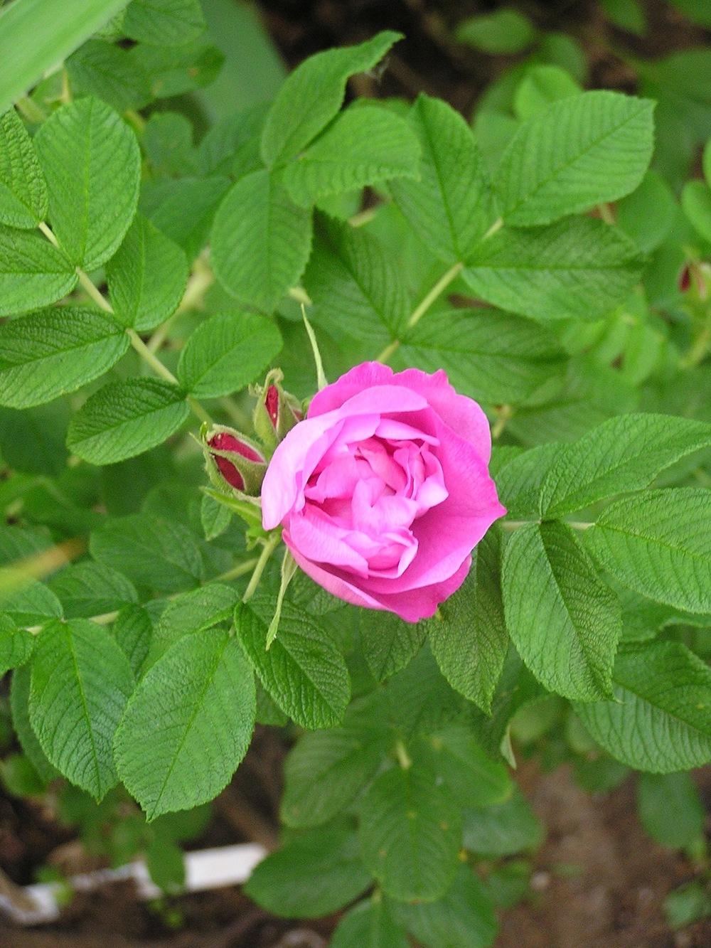 Photo of Roses (Rosa) uploaded by mandolls