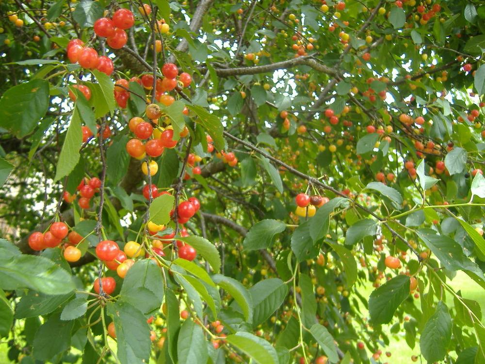 Photo of Pie Cherry (Prunus cerasus 'Montmorency') uploaded by tveguy3