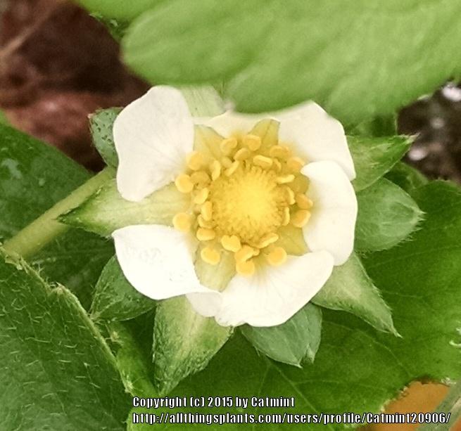 Photo of Strawberry (Fragaria x ananassa 'Albion') uploaded by Catmint20906
