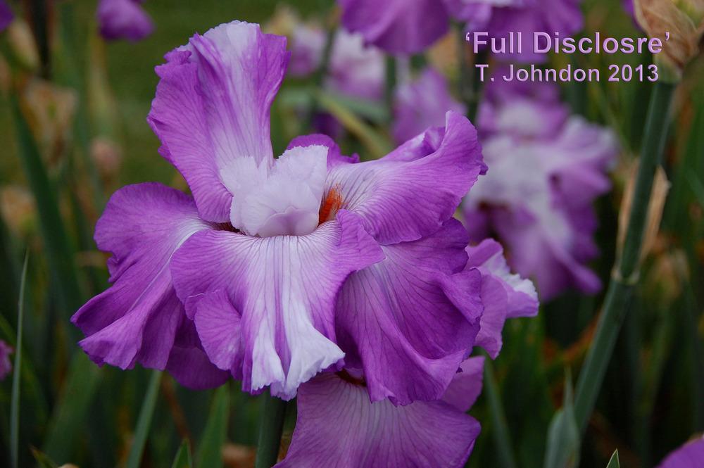 Photo of Tall Bearded Iris (Iris 'Full Disclosure') uploaded by Mikey