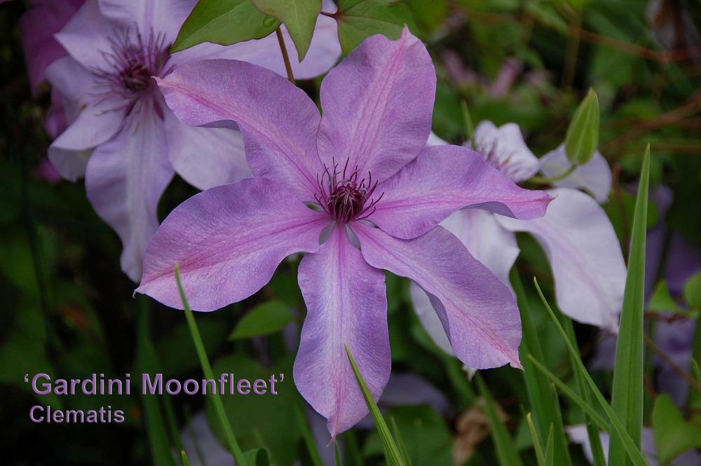 Photo of Clematis Moonfleet™ uploaded by Mikey