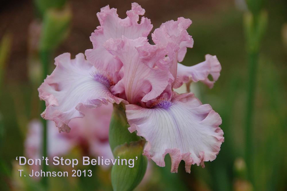 Photo of Tall Bearded Iris (Iris 'Don't Stop Believing') uploaded by Mikey