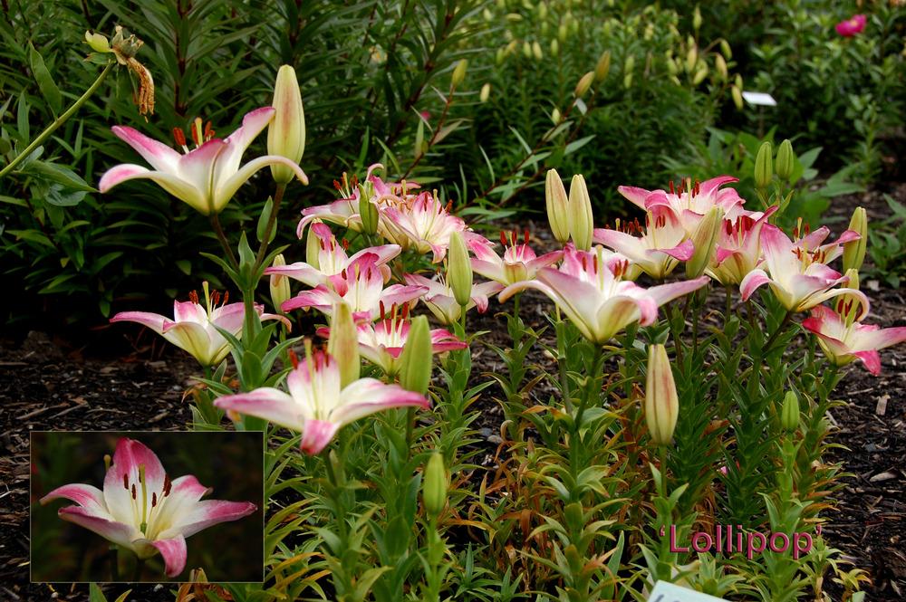 Photo of Lily (Lilium 'Lollypop') uploaded by Mikey