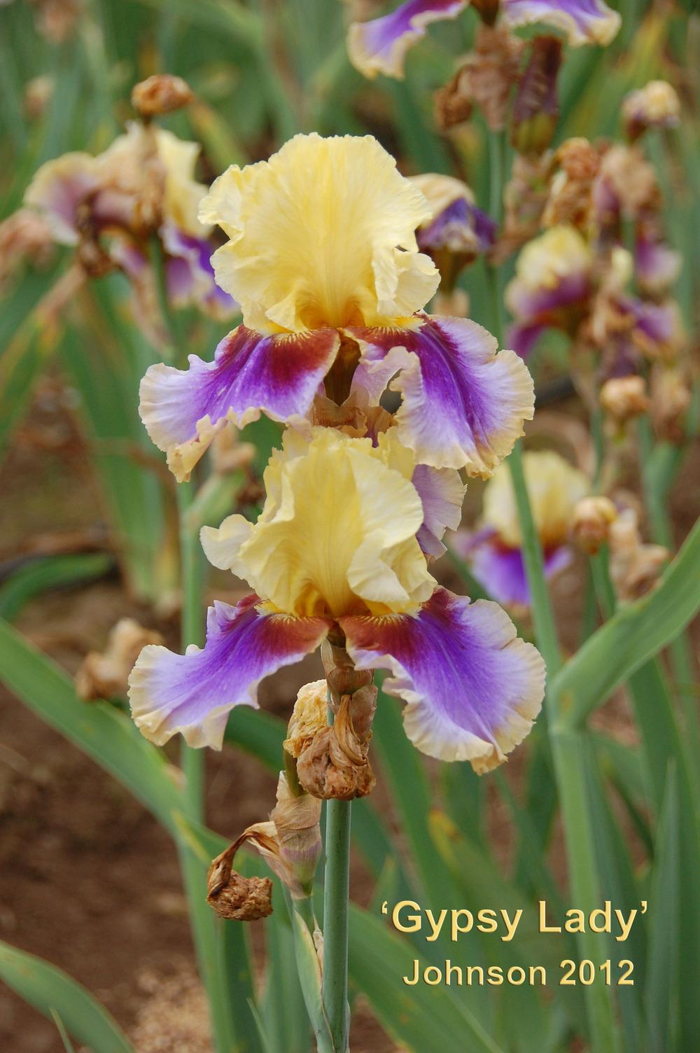 Photo of Tall Bearded Iris (Iris 'Gypsy Lady') uploaded by Mikey
