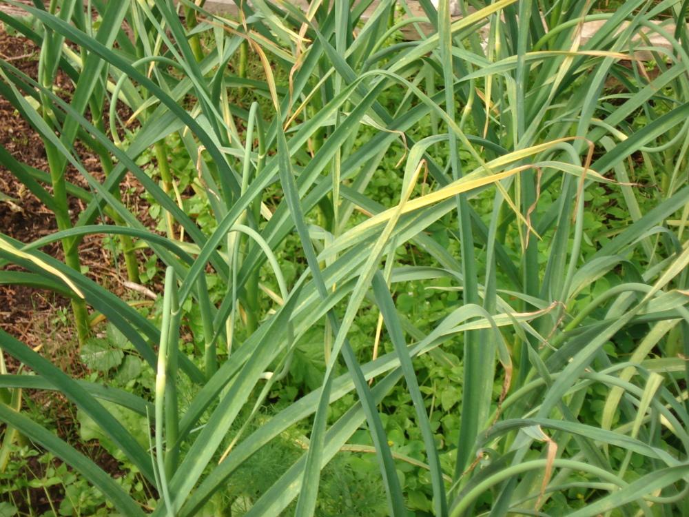 Photo of Garlic (Allium sativum 'Music') uploaded by Weedwhacker