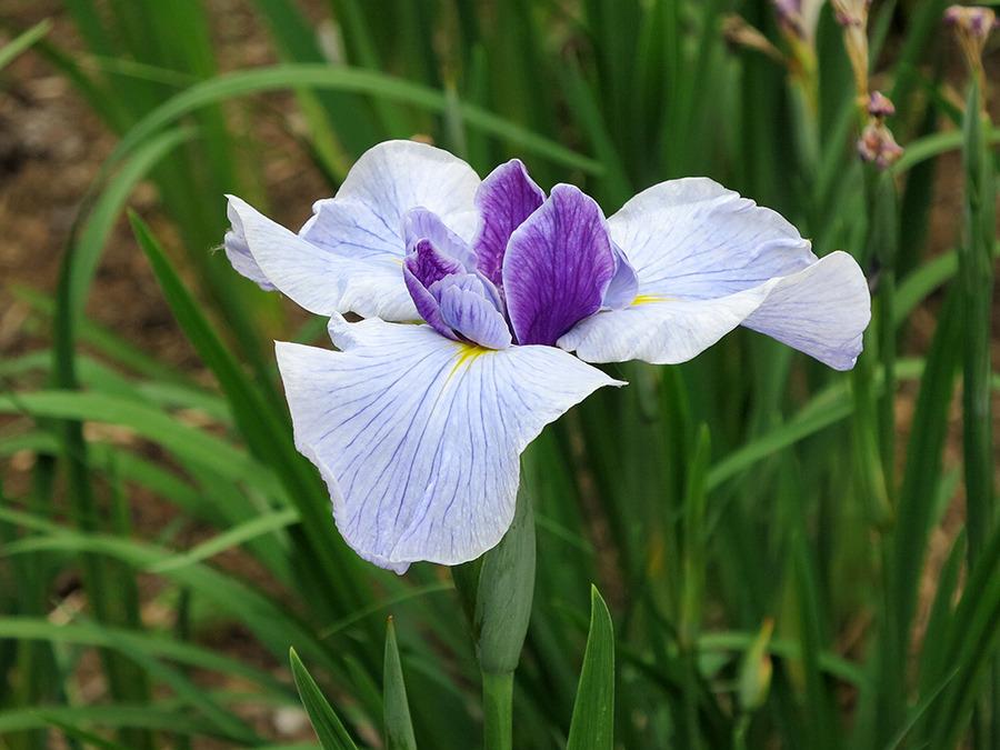 Photo of Japanese Iris (Iris ensata 'Carol Johnson') uploaded by eclayne