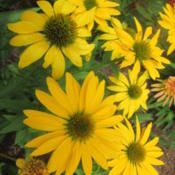 BOLD YELLOW WITH LARGE BLOOMS!....STANDS OUT ANYWHERE!