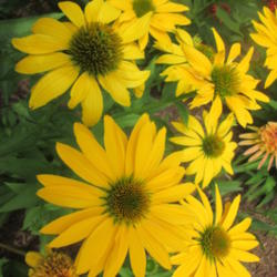 Location: HOME CONEFLOWER GARDEN
Date: 2015-06-26
BOLD YELLOW WITH LARGE BLOOMS!....STANDS OUT ANYWHERE!
