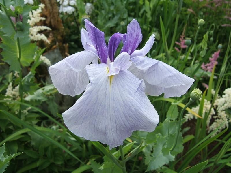 Photo of Japanese Iris (Iris ensata 'Returning Tide') uploaded by pirl