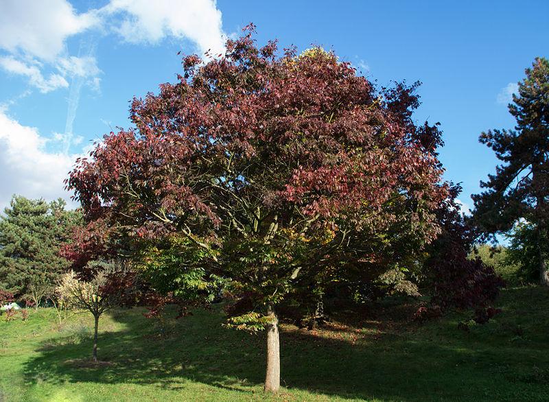 Photo of Caucasian Elm (Zelkova carpinifolia) uploaded by robertduval14