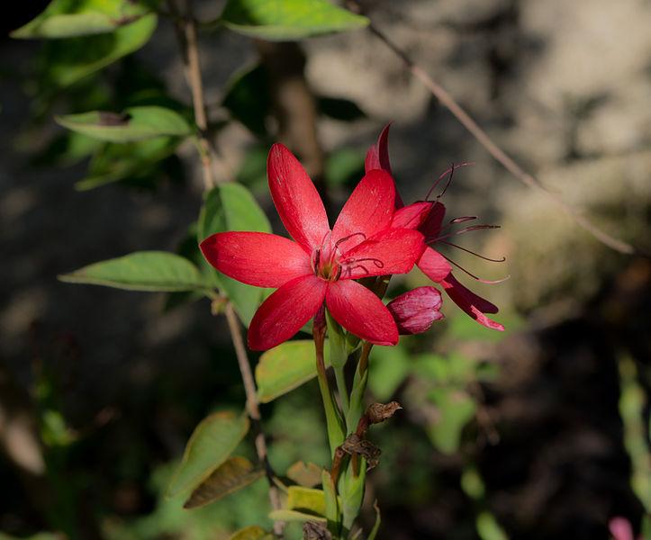 Photo of Kaffir Lily (Hesperantha coccinea) uploaded by robertduval14
