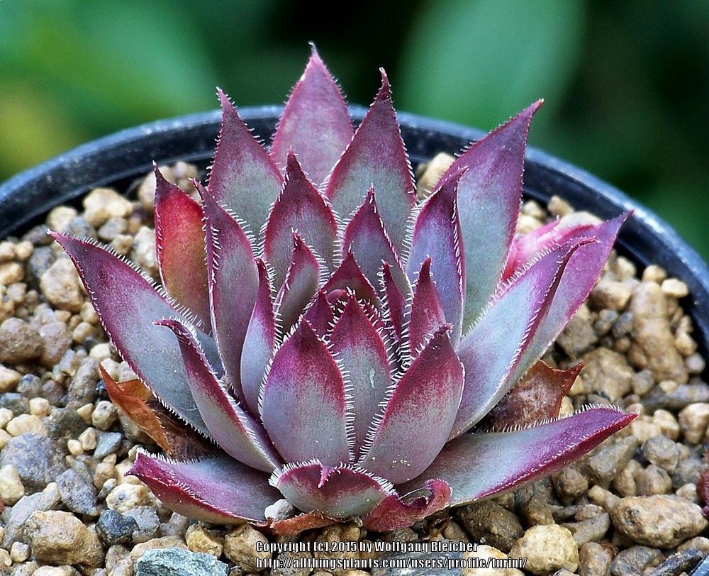 Photo of Hen and Chicks (Sempervivum 'Taara') uploaded by turini