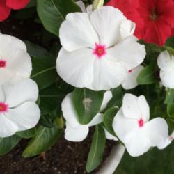 Location: My garden, central NJ, Zone 7A
Date: 6/26/15
Vinca Sweetspot Peppermint