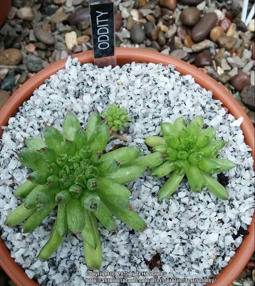 Photo of Hen and Chicks (Sempervivum 'Oddity') uploaded by TerriStanley