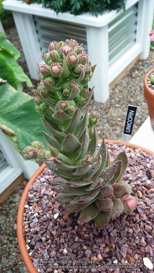 Photo of Hen and Chicks (Sempervivum 'Unicorn') uploaded by TerriStanley