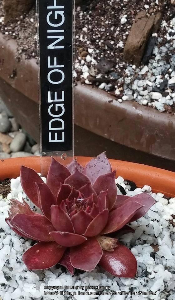 Photo of Hen and Chicks (Sempervivum 'Edge of Night') uploaded by TerriStanley