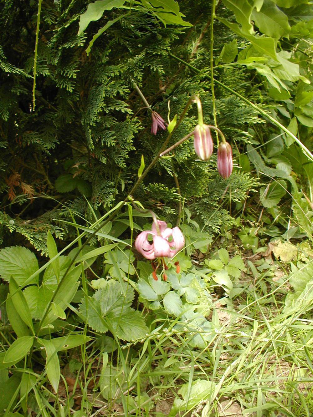 Photo of Martagon Lily (Lilium martagon) uploaded by admin