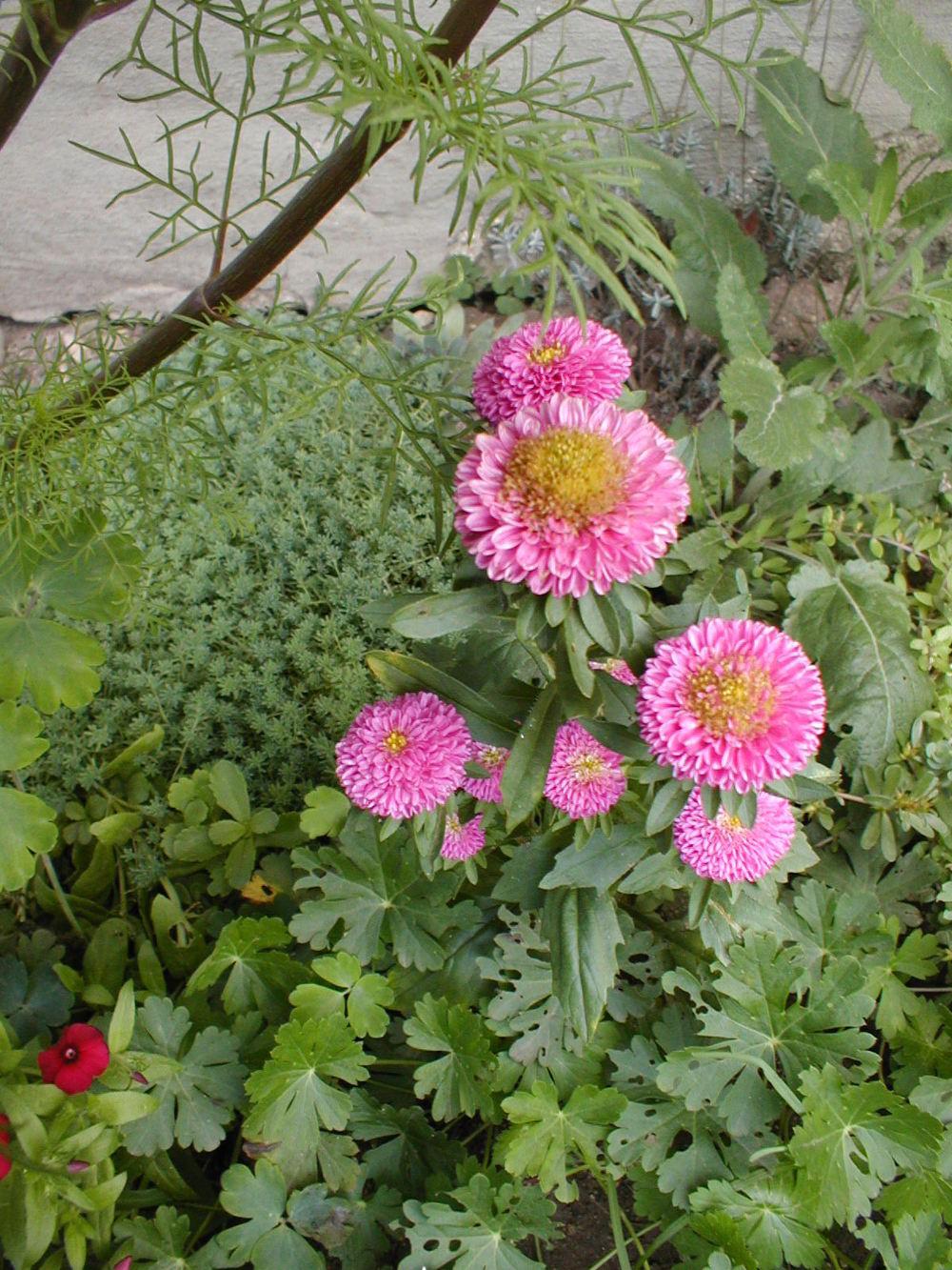 Photo of China Aster (Callistephus chinensis) uploaded by admin