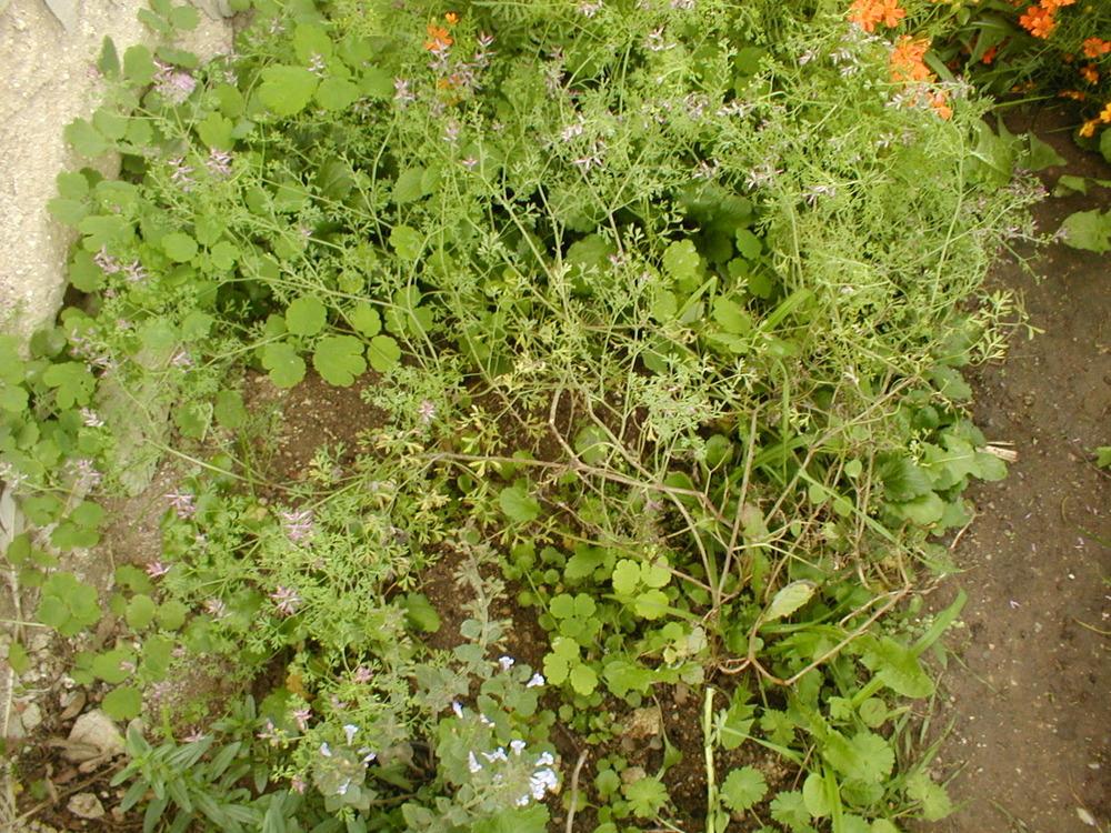 Photo of Common Fumitory (Fumaria officinalis) uploaded by admin