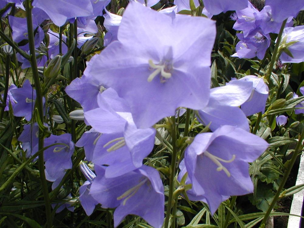Photo of Peach-Leaved Bellflower (Campanula persicifolia) uploaded by admin
