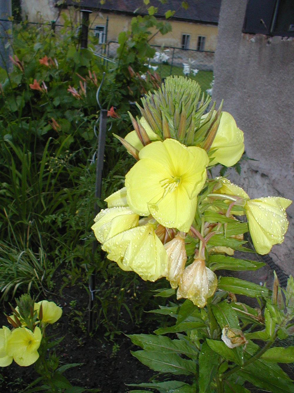 Photo of Common Evening Primrose (Oenothera biennis) uploaded by admin
