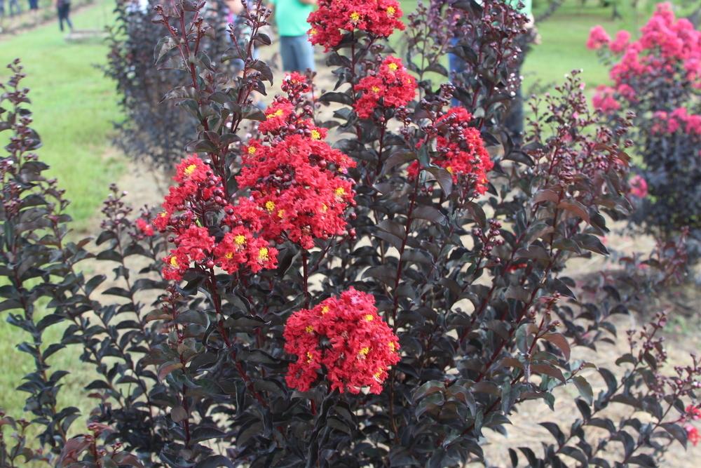 Photo of Crepe Myrtle (Lagerstroemia 'Ebony Fire') uploaded by dave