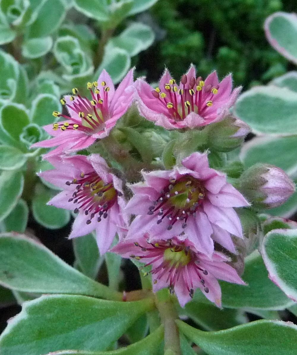 Photo of Hen and Chicks (Sempervivum 'Red Cobweb') uploaded by gardengus