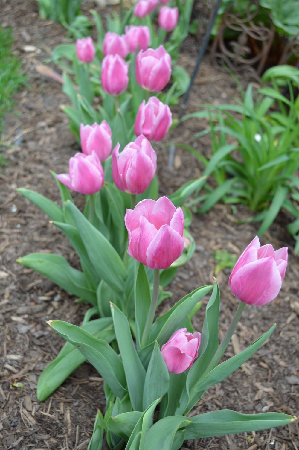 Photo of Darwin Hybrid Tulip (Tulipa 'Ollioules') uploaded by nben
