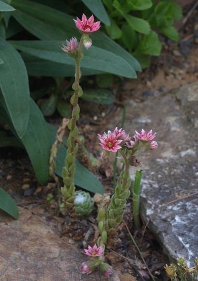 Photo of Hen and Chicks (Sempervivum 'Forest Frost') uploaded by plantrob