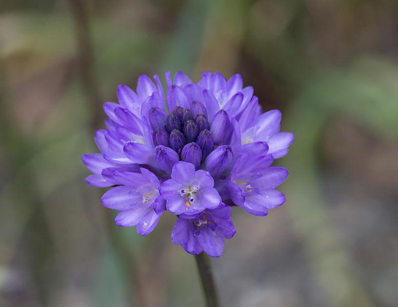 Photo of Forktooth Ookow (Dichelostemma congestum) uploaded by robertduval14