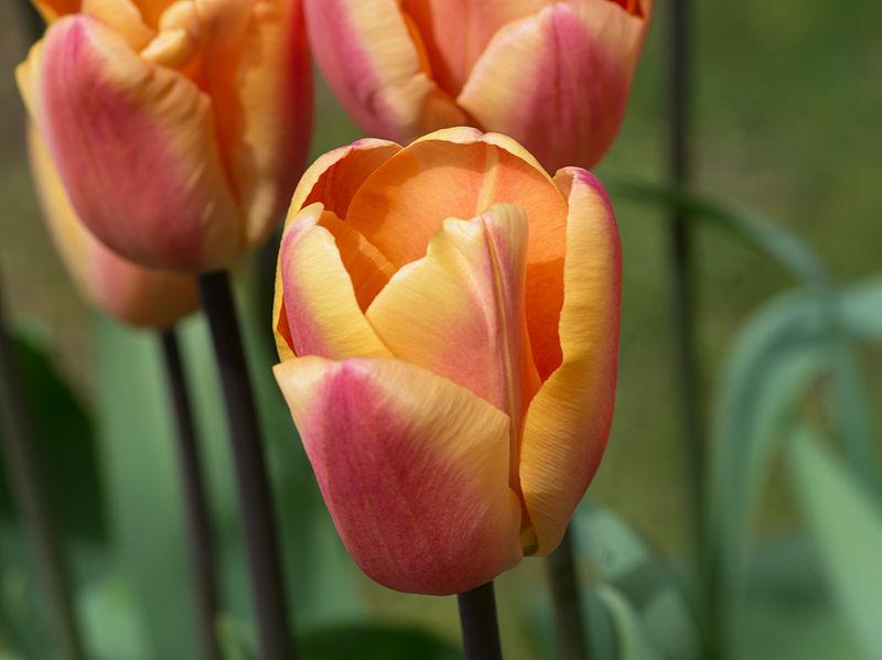 Photo of Tulip (Tulipa 'Apricot Foxx') uploaded by robertduval14