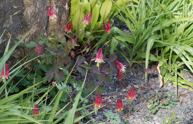 Photo of Eastern Red Columbine (Aquilegia canadensis) uploaded by robertduval14