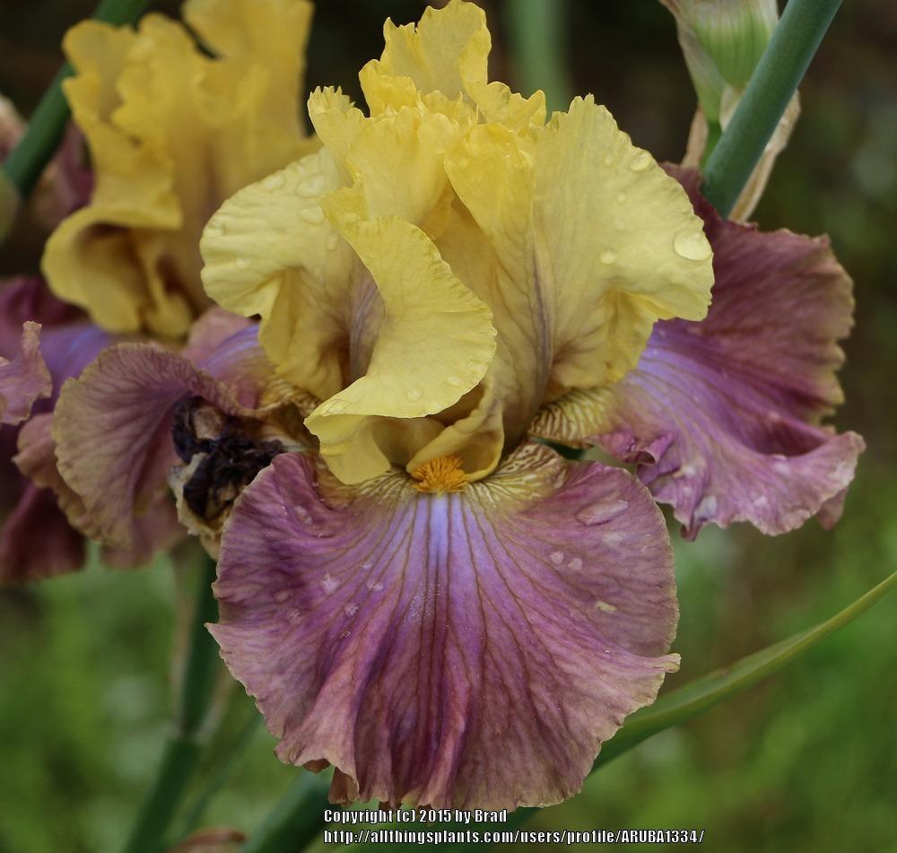 Photo of Tall Bearded Iris (Iris 'Room for Romance') uploaded by ARUBA1334