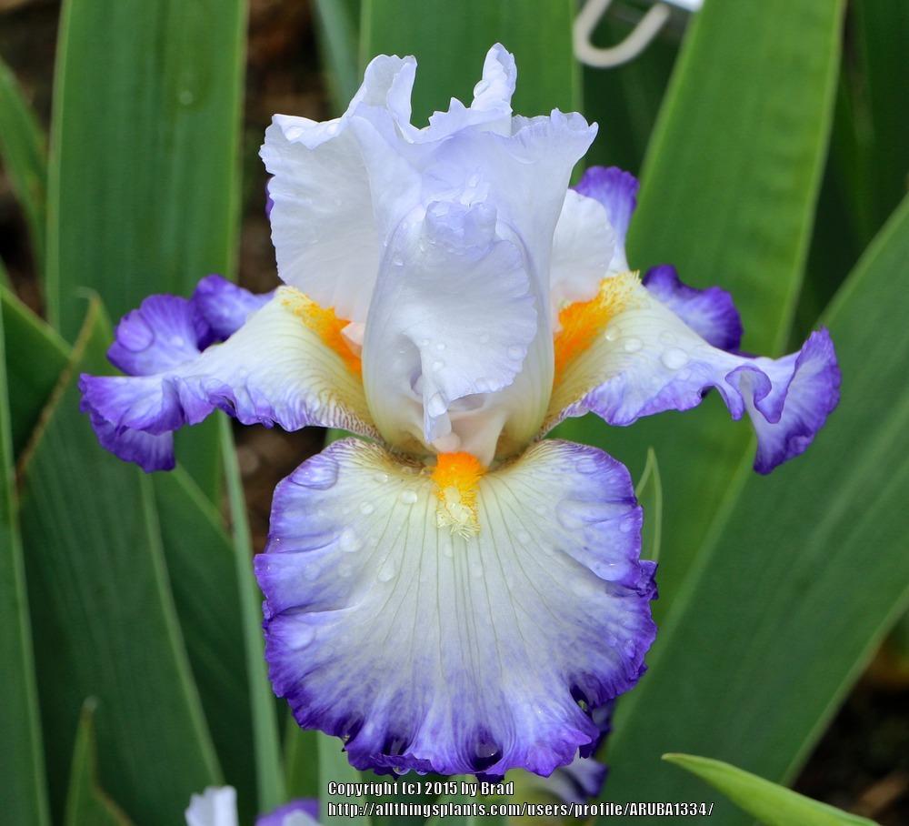 Photo of Tall Bearded Iris (Iris 'Wildcat Madness') uploaded by ARUBA1334