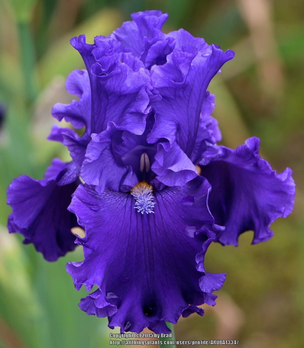 Photo of Tall Bearded Iris (Iris 'Ride the Waves') uploaded by ARUBA1334