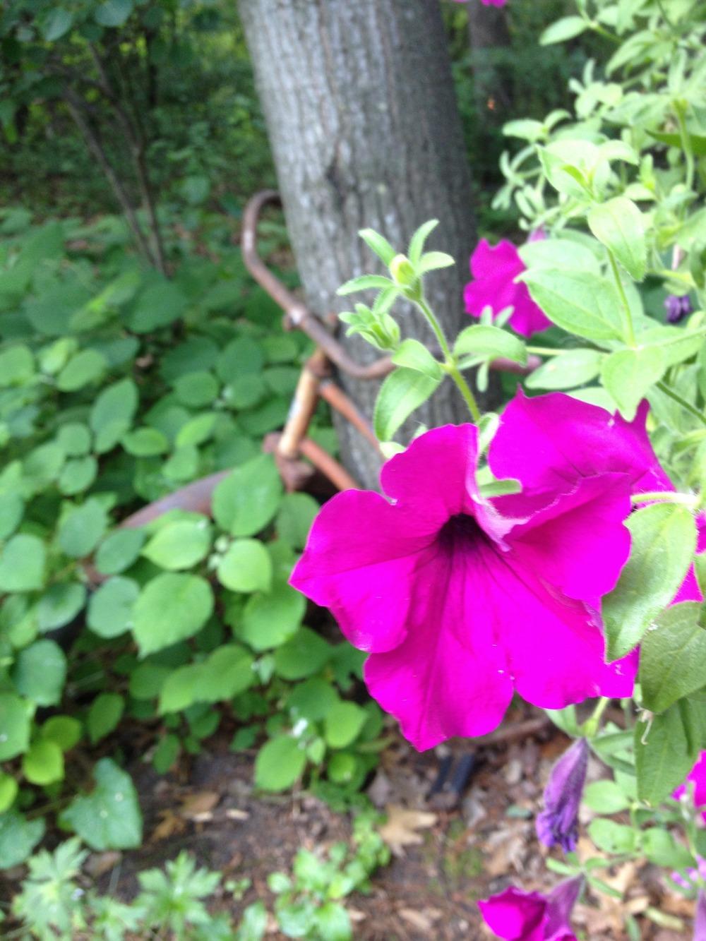 Photo of Multiflora Spreading/Trailing Petunia (Petunia Wave® Purple Classic) uploaded by Anderwood