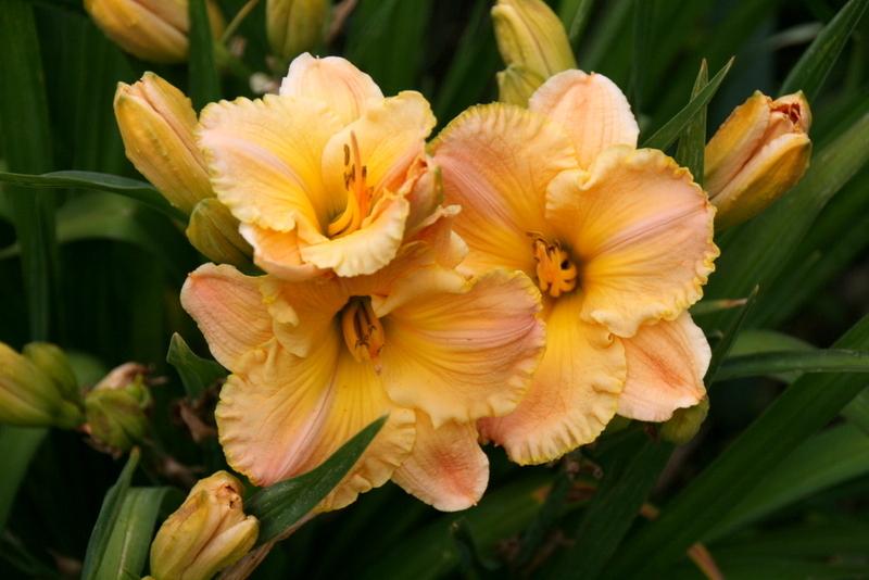 Photo of Daylily (Hemerocallis 'Frequent Comment') uploaded by Calif_Sue