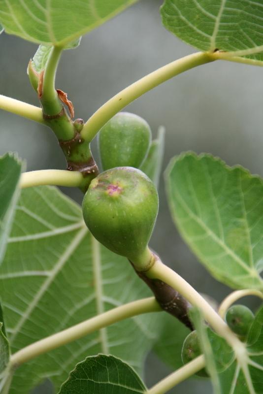 Photo of Fig (Ficus carica 'Black Jack') uploaded by Calif_Sue