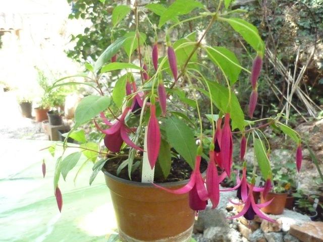 Photo of Lady's Eardrops (Fuchsia 'Delicate Purple') uploaded by Cvenol