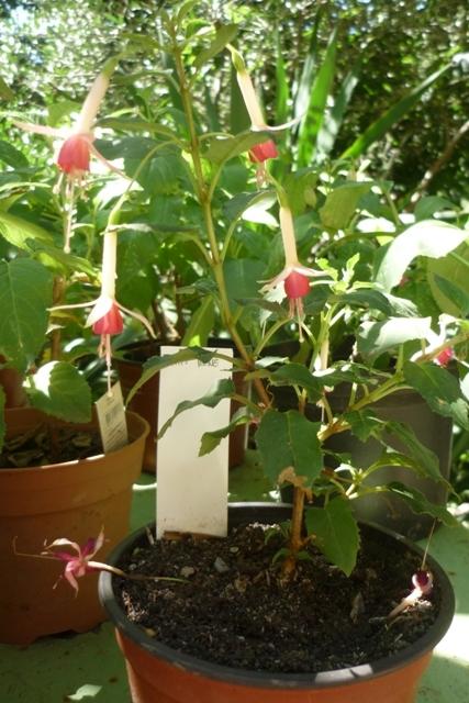 Photo of Lady's Eardrops (Fuchsia 'Papy Rene') uploaded by Cvenol