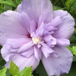 Location: My garden, central NJ, Zone 7A
Date: 6/27/15
Rose of Sharon Blue Chiffon, blooming early