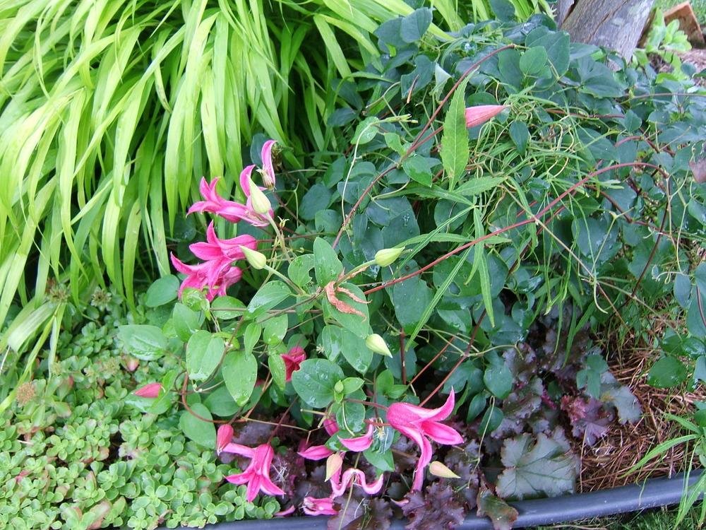 Photo of Clematis (Clematis texensis 'Princess Diana') uploaded by pirl