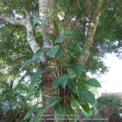 Location: Sebastian, Florida
Date: 2015-05-20
An unknown Philo growing up a tree in our yard