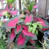 Growing in a container with Syngonium podophyllum and  a half dea