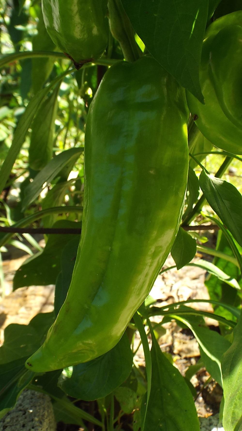 Photo of Cowhorn Pepper (Capsicum annuum 'Corno di Toro') uploaded by poisondartfrog