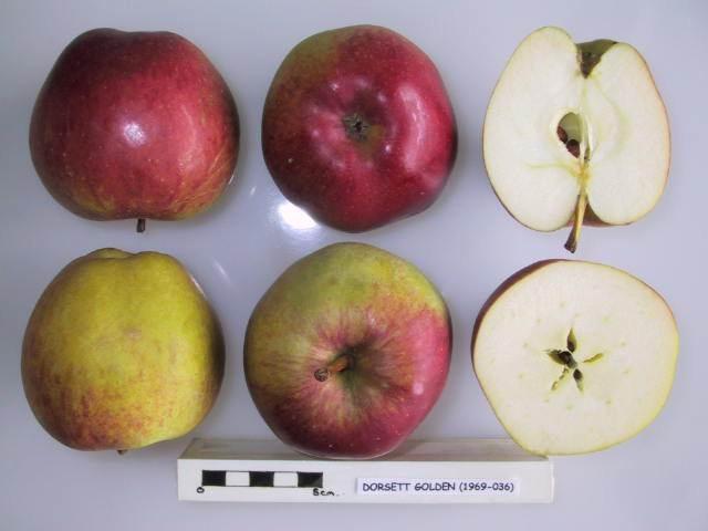 Photo of Apple (Malus domestica 'Dorsett Golden') uploaded by robertduval14