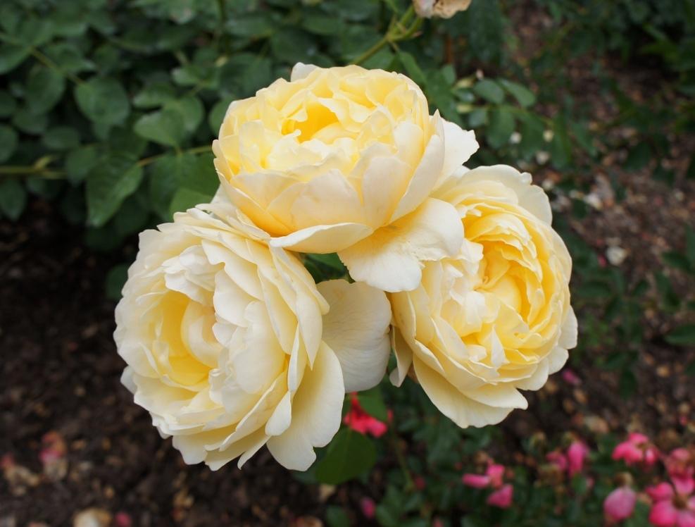 Photo of English Shrub Rose (Rosa 'Charlotte') uploaded by skylark